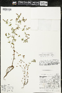 Hypericum boreale image