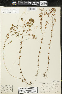 Hypericum boreale image