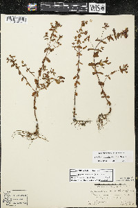 Hypericum boreale image