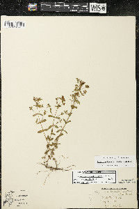 Hypericum boreale image