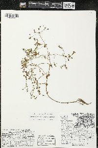 Hypericum boreale image