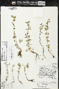 Hypericum boreale image