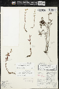 Hypericum boreale image