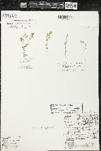 Hypericum boreale image