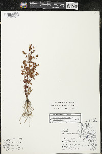 Hypericum boreale image