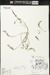 Hypericum boreale image