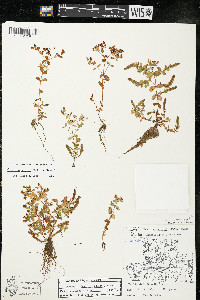 Hypericum boreale image