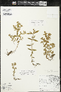 Hypericum boreale image