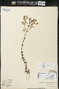 Hypericum boreale image