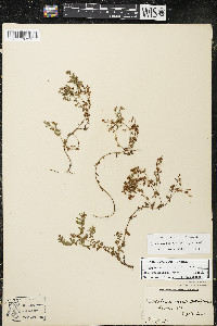 Hypericum boreale image