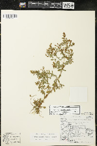 Hypericum boreale image