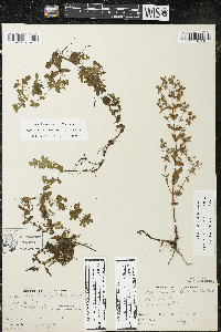 Hypericum boreale image