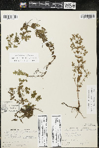 Hypericum boreale image