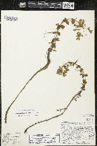 Hypericum boreale image