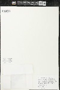 Hypericum boreale image