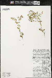 Hypericum boreale image
