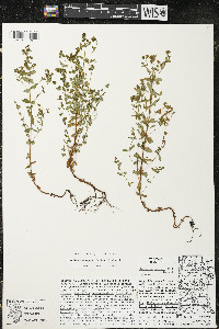 Hypericum boreale image