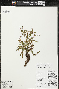 Hypericum boreale image