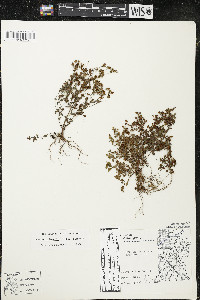 Hypericum boreale image