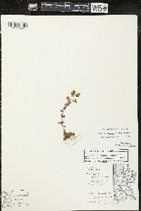 Hypericum boreale image