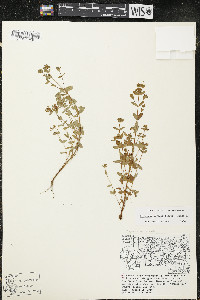 Hypericum boreale image