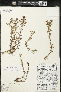 Hypericum boreale image