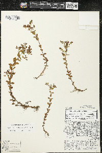 Hypericum boreale image