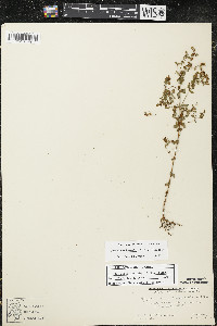 Hypericum boreale image