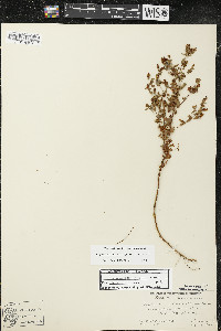 Hypericum boreale image