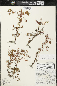 Hypericum boreale image