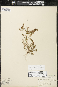 Hypericum boreale image