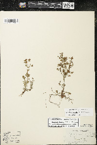 Hypericum boreale image