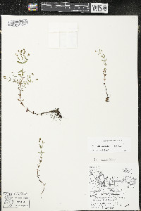 Hypericum x dissimulatum image