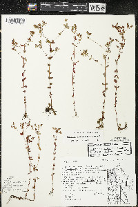 Hypericum boreale image