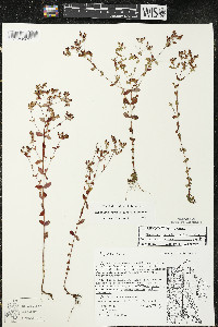 Hypericum boreale image