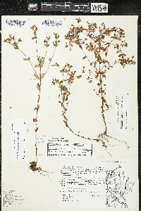 Hypericum boreale image