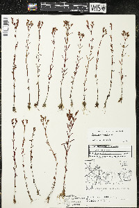 Hypericum canadense image