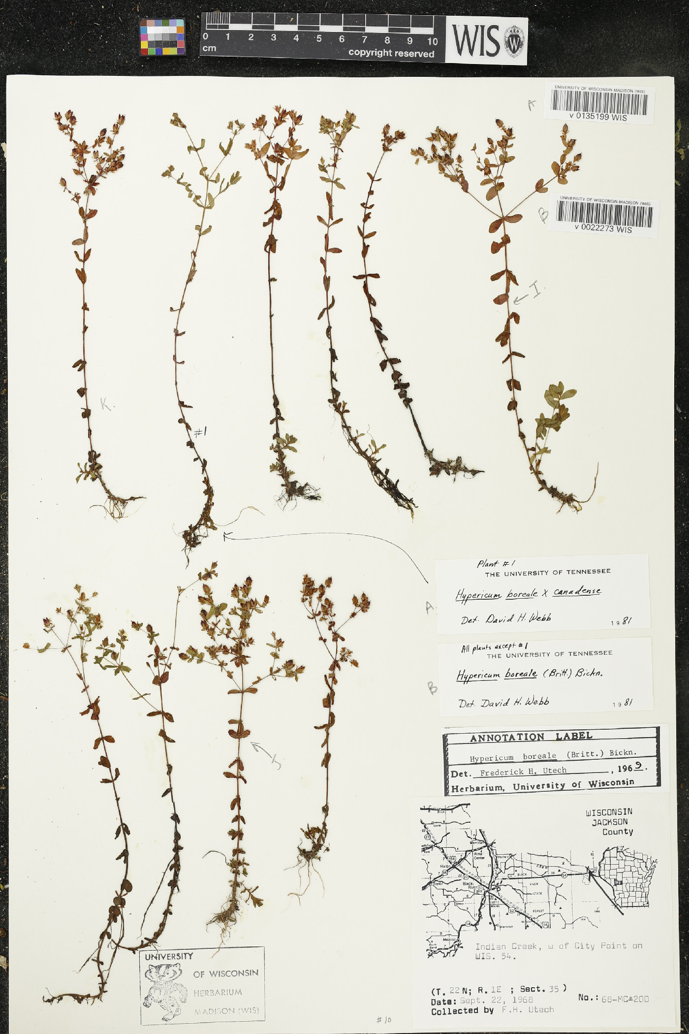 Hypericum x dissimulatum image