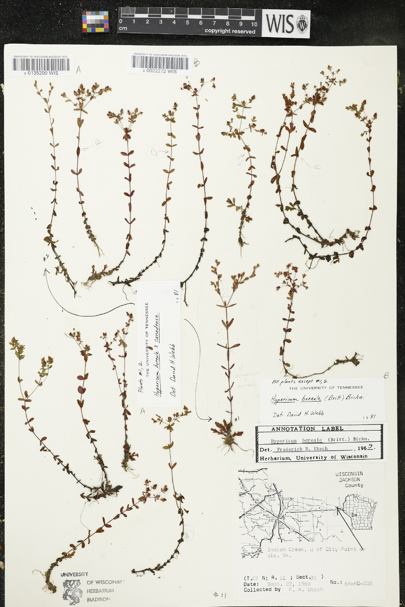Hypericum x dissimulatum image