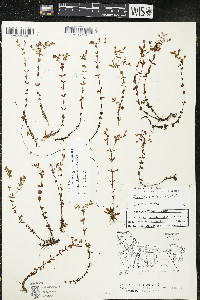 Hypericum x dissimulatum image