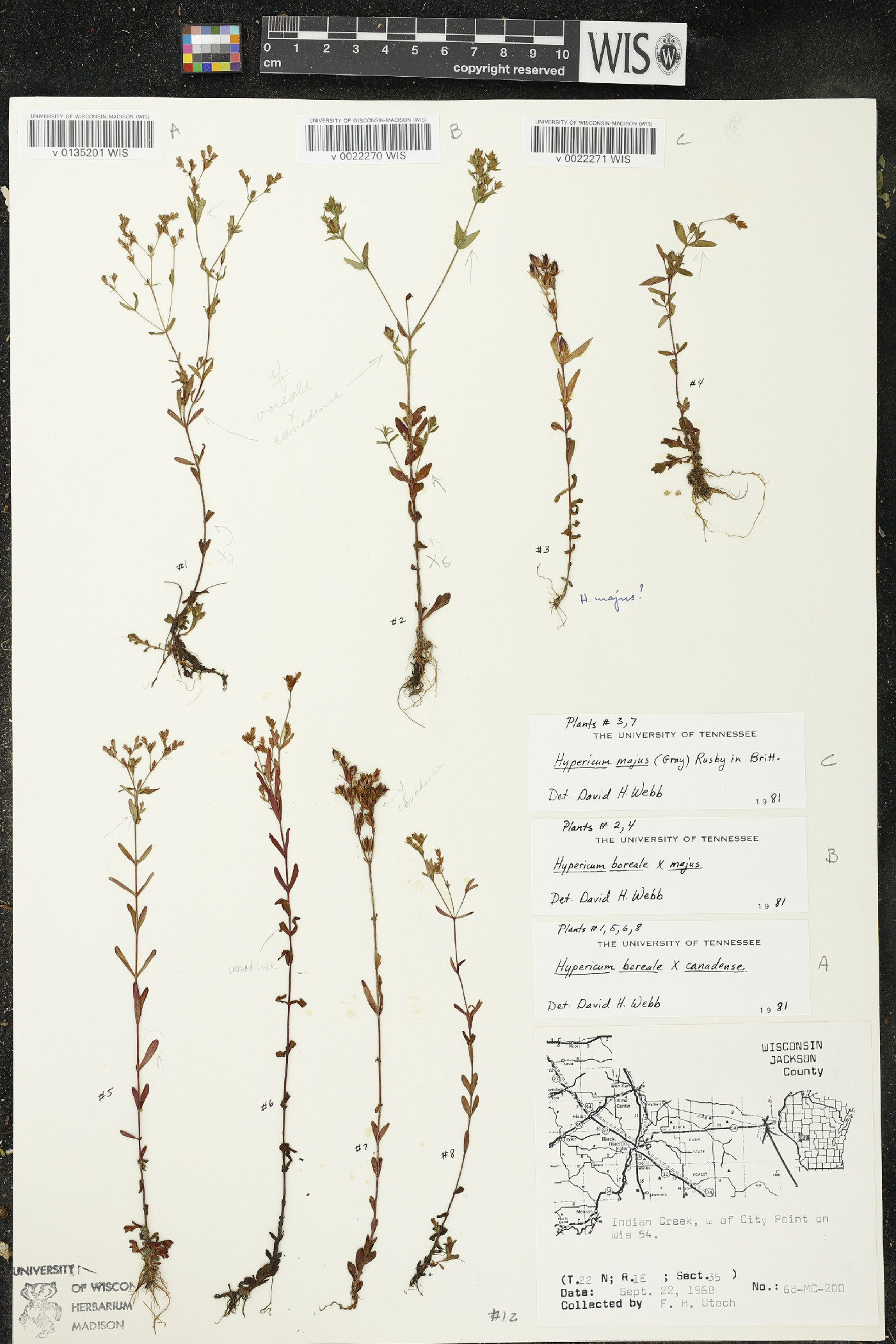 Hypericum x dissimulatum image