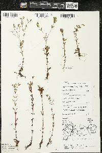 Hypericum x dissimulatum image