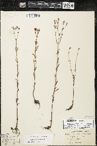Hypericum canadense image
