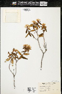 Rhododendron groenlandicum image