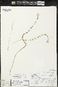 Hypericum boreale image