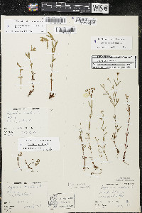 Hypericum canadense image