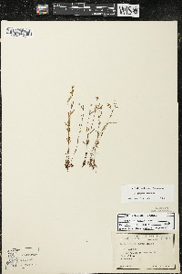 Hypericum canadense image