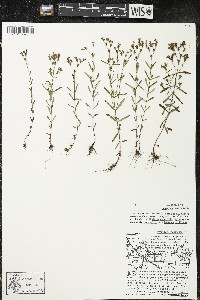 Hypericum canadense image