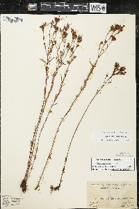 Hypericum canadense image