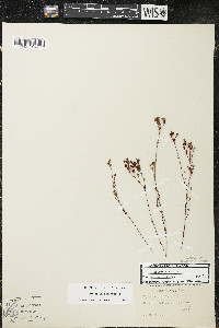 Hypericum canadense image